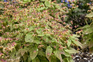 Epimedium 'Dream Catcher' New 2025